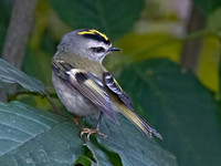 Regulus satrapa GOLDEN-CROWNED KINGLET 9071454z