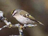 Regulus satrapa GOLDEN-CROWNED KINGLET 9071787z