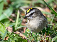 Regulus satrapa GOLDEN-CROWNED KINGLET 9071827z