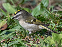 Regulus satrapa GOLDEN-CROWNED KINGLET 9071816z