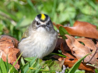Regulus satrapa GOLDEN-CROWNED KINGLET 9071803z