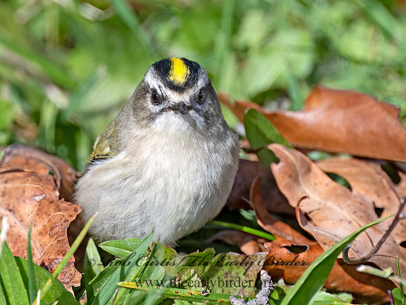 Regulus satrapa  GOLDEN-CROWNED KINGLET 9071803z