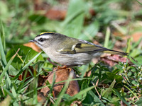 Regulus satrapa GOLDEN-CROWNED KINGLET 9071831z