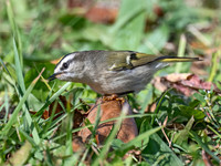 Regulus satrapa GOLDEN-CROWNED KINGLET 9071834z