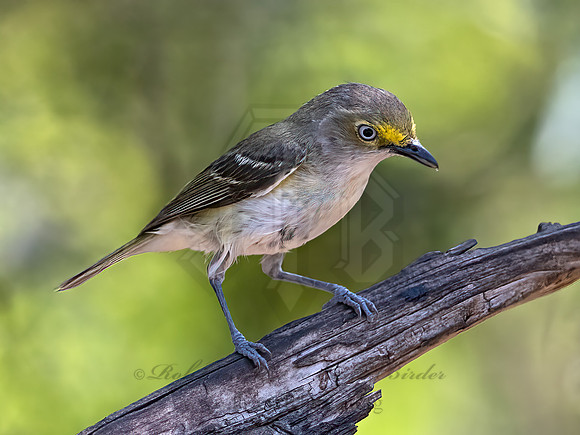Vireo griseus  WHITE-EYED VIREO 3039729z
