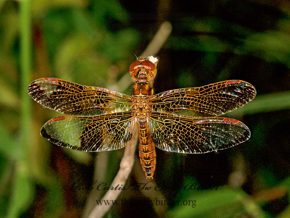 Perithemis tenera EASTERN AMBERWING 260732 F