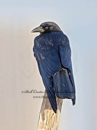 Corvus brachyrhynchos  AMERICAN CROW 9073055z