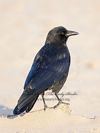 Corvus brachyrhynchos  AMERICAN CROW 9073054z