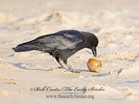Corvus brachyrhynchos  AMERICAN CROW 9073051z