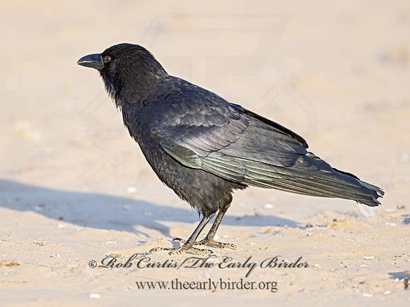 Corvus brachyrhynchos  AMERICAN CROW 9073056-z