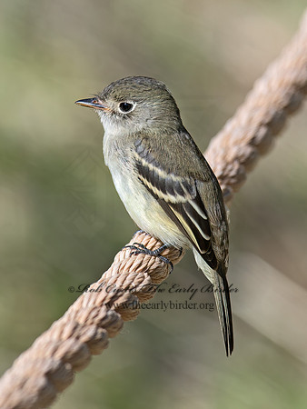Empidonax minimus  LEAST FLYCATCHER 6041357z