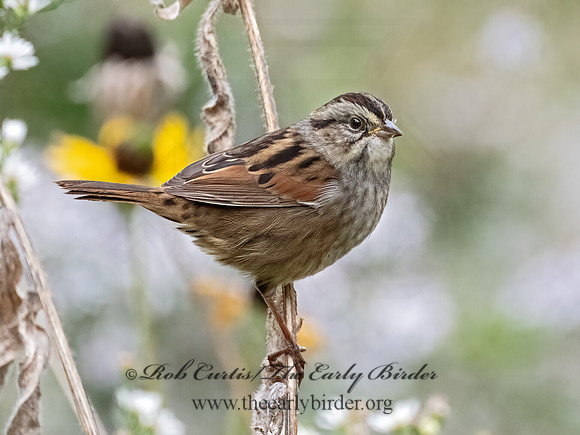 Melospiza georgiana  SWAMP SPARROW 9070050z