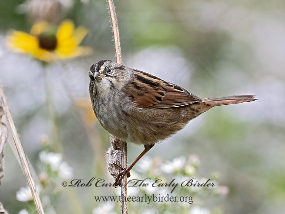 Melospiza georgiana  SWAMP SPARROW 9070043z