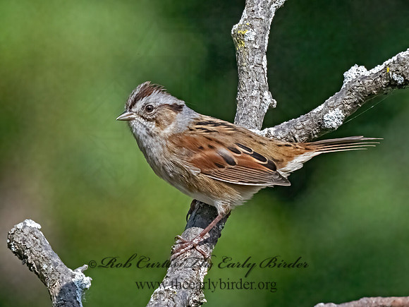 Melospiza georgiana  SWAMP SPARROW 9070099z