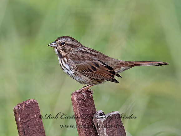 Melospiza melodia  SONG SPARROW 9070067z