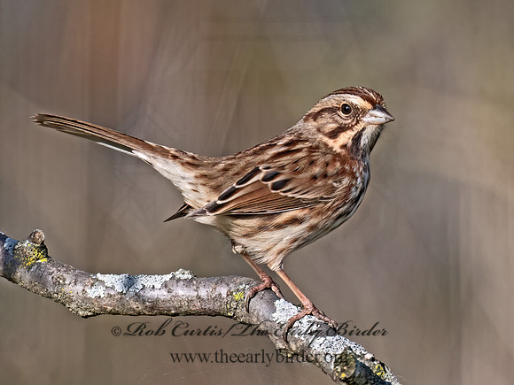 Melospiza melodia  SONG SPARROW 9071517z
