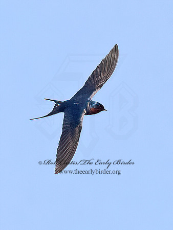 Hirundo rustica  BARN SWALLOW 9068138z