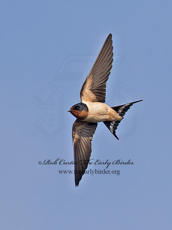 Hirundo rustica  BARN SWALLOW 9068130z