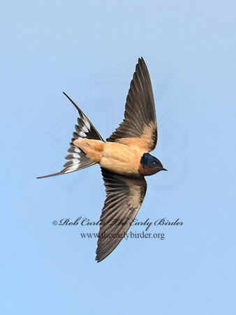 Hirundo rustica  BARN SWALLOW 3042271z