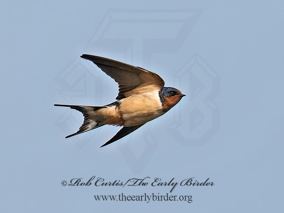Hirundo rustica  BARN SWALLOW 9068127z