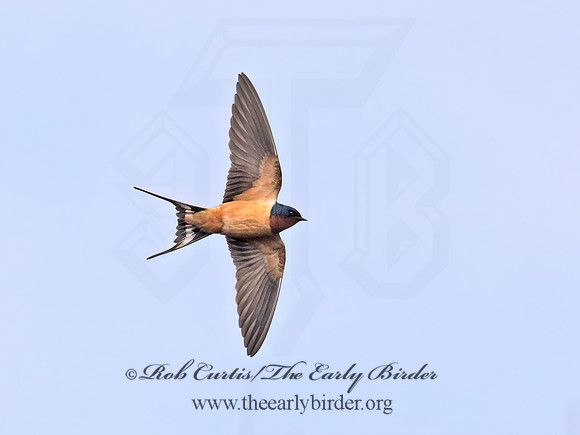 Hirundo rustica  BARN SWALLOW 9068129z