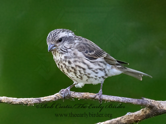 Haemorhous purpureus  PURPLE FINCH 9070132z