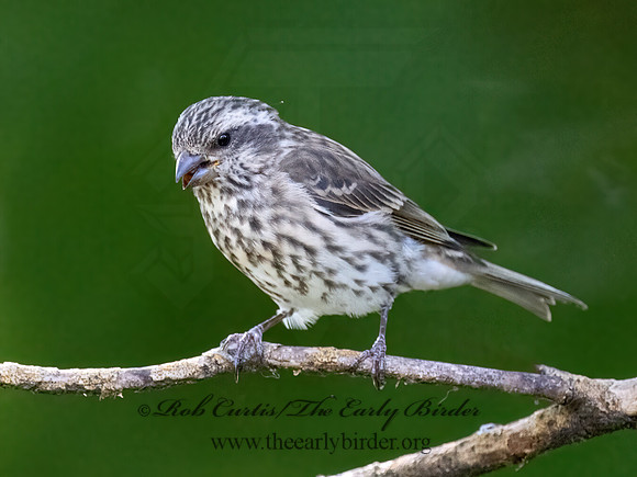 Haemorhous purpureus  PURPLE FINCH 9070131z