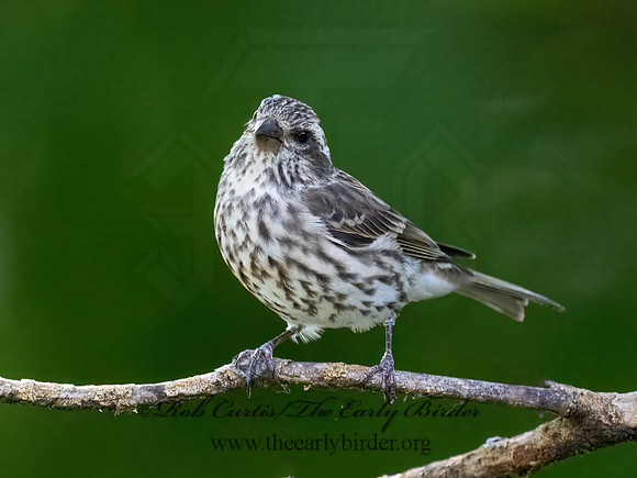 Haemorhous purpureus  PURPLE FINCH 9070137z