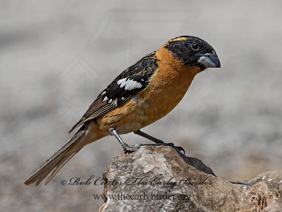 Pheucticus melanocephalus  BLACK-HEADED GROSBEAK 3036738z
