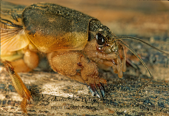 Scapteriscus borellii  MOLE CRICKET 201112z