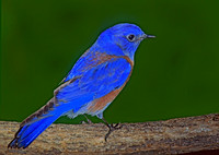 Sialia mexicana WESTERN BLUEBIRD 93335z