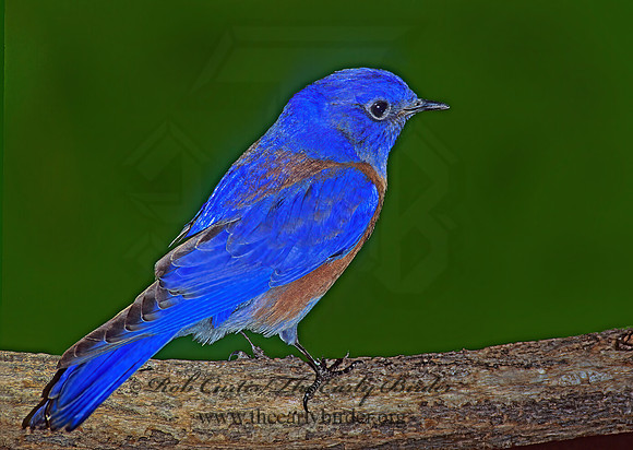 Sialia mexicana  WESTERN BLUEBIRD 93335z