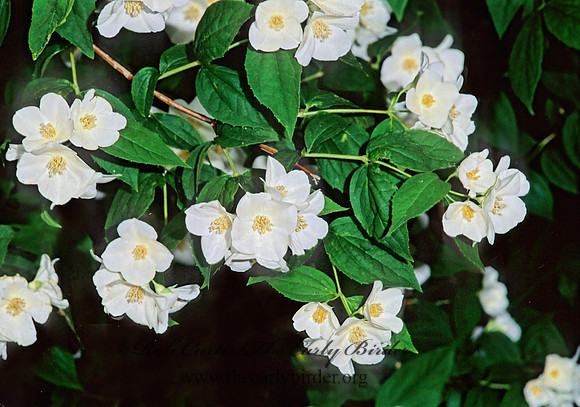 Philadelphus  MOCK ORANGE 266402z