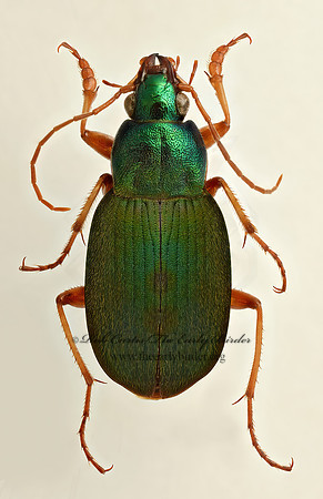 Chlaenius sericeus 9019494z