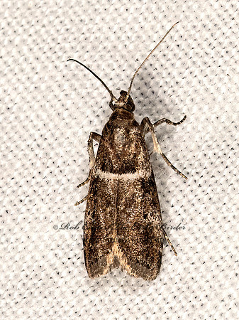 Quasisalebria atratella  PHYCITINI PYRALID MOTH 3028611z