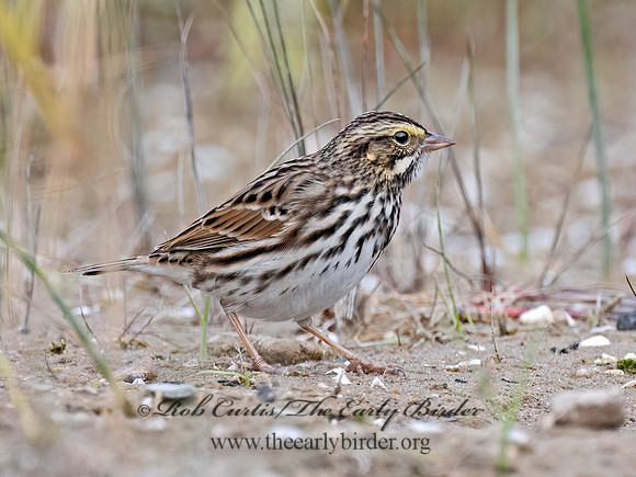 Passerculus sandvichensis  SAVANNA SPARROW 9070085z