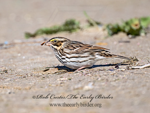 Passerculus sandwichensis  SAVANNAH SPARROW 9070268z