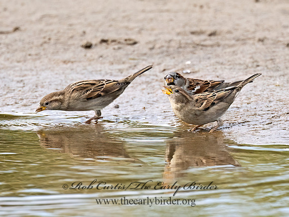Passer domesticus  HOUSE SPARROW 9070076z