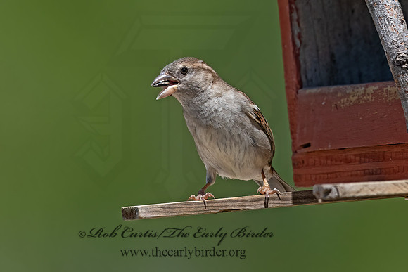 Passer domesticus  HOUSE SPARROW 3033688z