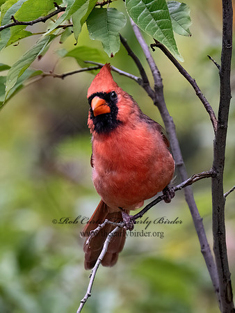 Cardinalis cardinalis  NORTHERN CARDINAL 9070051z
