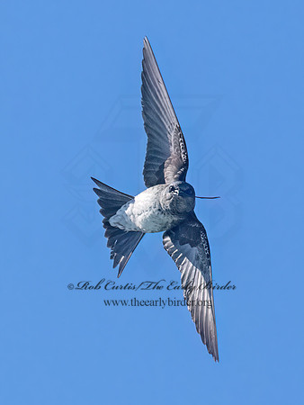 Progne subis  PURPLE MARTIN 9068590z