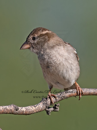 Passer domesticus  HOUSE SPARROW 3033641z