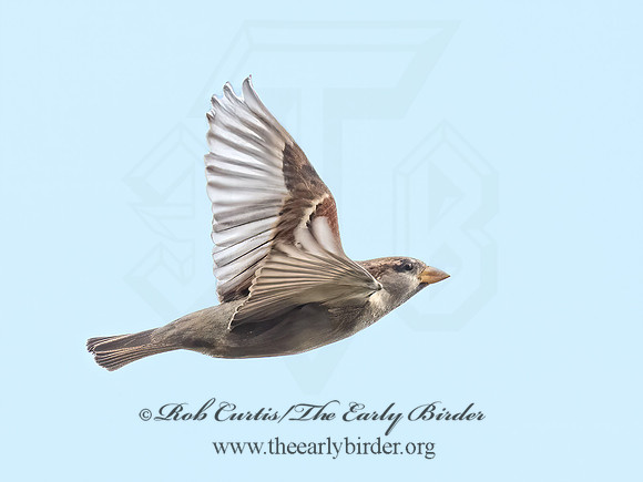 Passer domesticus  HOUSE SPARROW 9071651z
