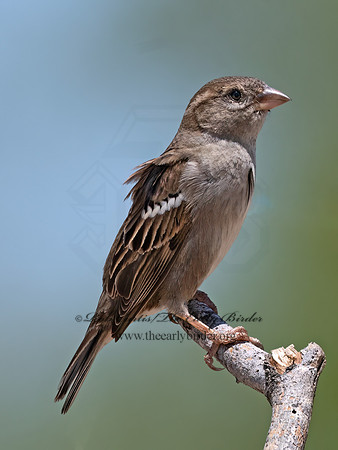 Passer domesticus  HOUSE SPARROW 3033694z