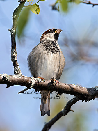 Passer domesticus  HOUSE SPARROW 9069580z