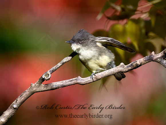 Sayornis phoeobe  EASTERN PHOEBE 9071463z