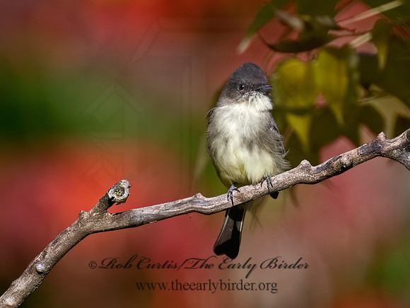 Sayornis phoeobe  EASTERN PHOEBE 9071466z