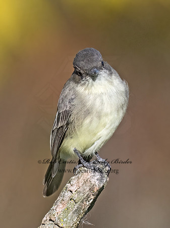 Sayornis phoeobe  EASTERN PHOEBE 9071458z