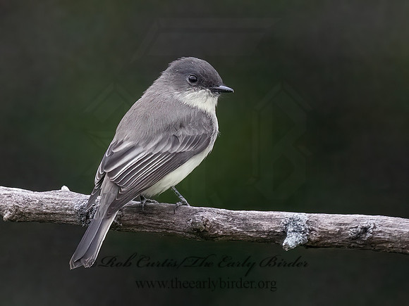 Sayornis phoebe  EASTERN PHOEBE 9070038z