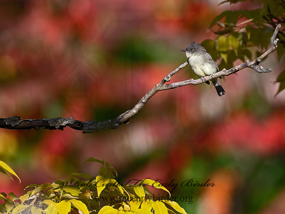Sayornis phoeobe  EASTERN PHOEBE 9071461z